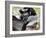 Indri (Indri Indri) Grooming Baby In Rainforest, East-Madagascar, Africa-Konrad Wothe-Framed Photographic Print