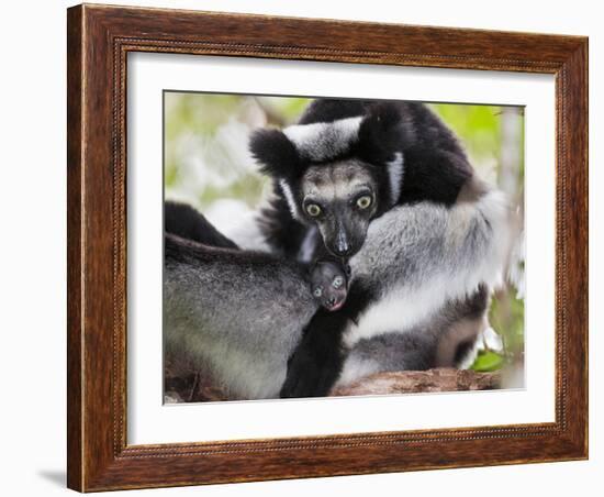 Indri (Indri Indri) Grooming Baby In Rainforest, East-Madagascar, Africa-Konrad Wothe-Framed Photographic Print