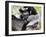 Indri (Indri Indri) Grooming Baby In Rainforest, East-Madagascar, Africa-Konrad Wothe-Framed Photographic Print