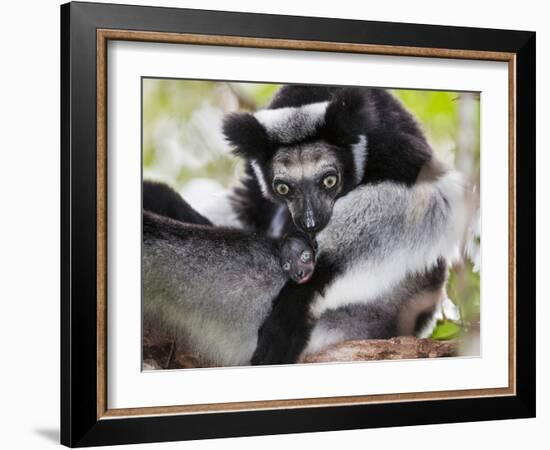 Indri (Indri Indri) Grooming Baby In Rainforest, East-Madagascar, Africa-Konrad Wothe-Framed Photographic Print
