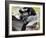 Indri (Indri Indri) Grooming Baby In Rainforest, East-Madagascar, Africa-Konrad Wothe-Framed Photographic Print