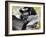 Indri (Indri Indri) Grooming Baby In Rainforest, East-Madagascar, Africa-Konrad Wothe-Framed Photographic Print