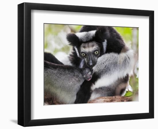 Indri (Indri Indri) Grooming Baby In Rainforest, East-Madagascar, Africa-Konrad Wothe-Framed Photographic Print