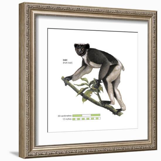 Indri (Indri Indri), Lemur, Mammals-Encyclopaedia Britannica-Framed Art Print