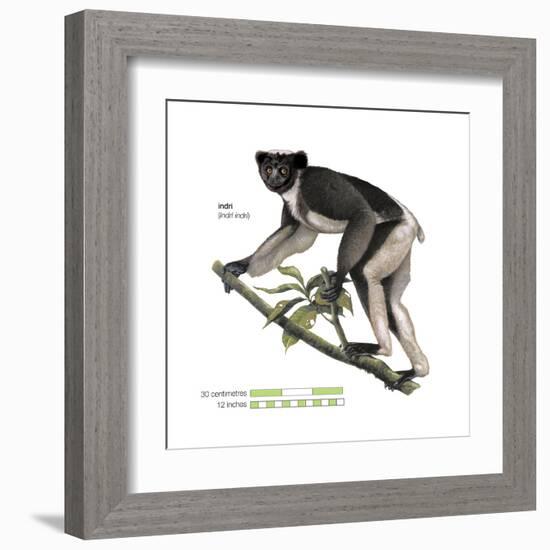 Indri (Indri Indri), Lemur, Mammals-Encyclopaedia Britannica-Framed Art Print