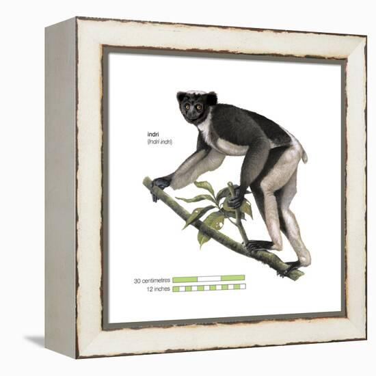 Indri (Indri Indri), Lemur, Mammals-Encyclopaedia Britannica-Framed Stretched Canvas