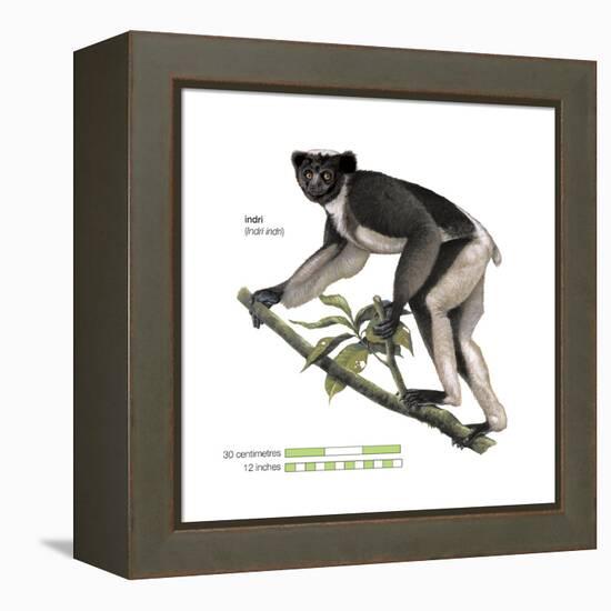 Indri (Indri Indri), Lemur, Mammals-Encyclopaedia Britannica-Framed Stretched Canvas