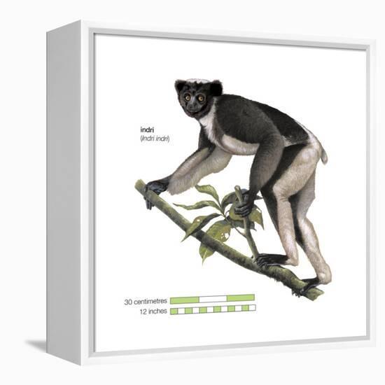 Indri (Indri Indri), Lemur, Mammals-Encyclopaedia Britannica-Framed Stretched Canvas