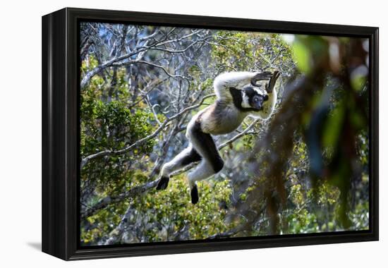 Indri leaping through the rain forest canopy, Madagascar-Nick Garbutt-Framed Premier Image Canvas