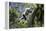 Indri leaping through the rain forest canopy, Madagascar-Nick Garbutt-Framed Premier Image Canvas