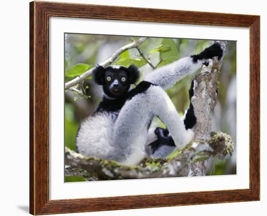 Indri Lemur Sitting on a Tree, Andasibe-Mantadia National Park, Madagascar-null-Framed Photographic Print