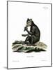 Indri-null-Mounted Giclee Print