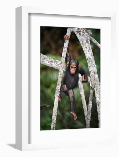 Infant Chimpanzee climbing in tree, Republic of Congo, Africa-Eric Baccega-Framed Photographic Print