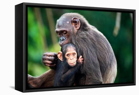 Infant Chimpanzee clinging onto its mother, Africa-Eric Baccega-Framed Premier Image Canvas