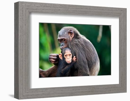 Infant Chimpanzee clinging onto its mother, Africa-Eric Baccega-Framed Photographic Print