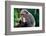 Infant Chimpanzee clinging onto its mother, Africa-Eric Baccega-Framed Photographic Print