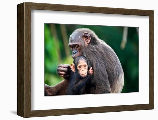 Infant Chimpanzee clinging onto its mother, Africa-Eric Baccega-Framed Photographic Print