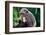 Infant Chimpanzee clinging onto its mother, Africa-Eric Baccega-Framed Photographic Print