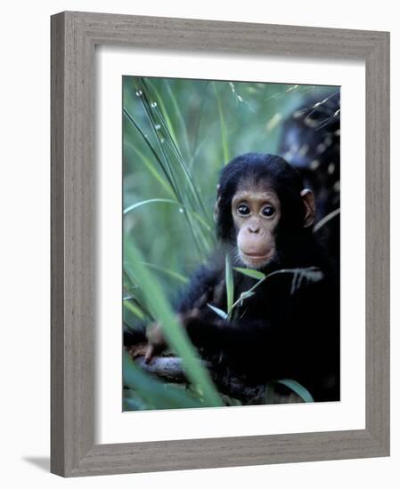 Infant Chimpanzee, Gombe National Park, Tanzania-Kristin Mosher-Framed Photographic Print