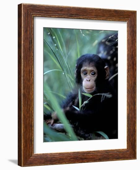 Infant Chimpanzee, Gombe National Park, Tanzania-Kristin Mosher-Framed Photographic Print