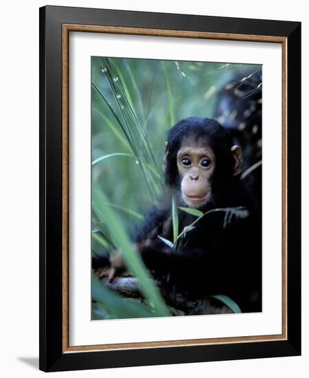 Infant Chimpanzee, Gombe National Park, Tanzania-Kristin Mosher-Framed Photographic Print