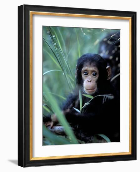 Infant Chimpanzee, Gombe National Park, Tanzania-Kristin Mosher-Framed Photographic Print