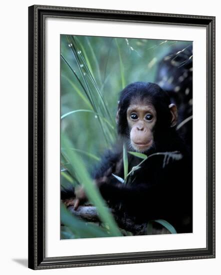 Infant Chimpanzee, Gombe National Park, Tanzania-Kristin Mosher-Framed Photographic Print