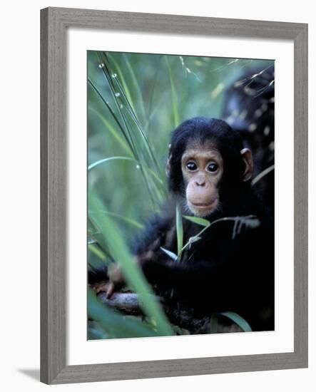 Infant Chimpanzee, Gombe National Park, Tanzania-Kristin Mosher-Framed Photographic Print