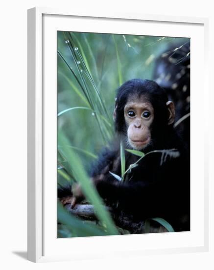 Infant Chimpanzee, Gombe National Park, Tanzania-Kristin Mosher-Framed Photographic Print