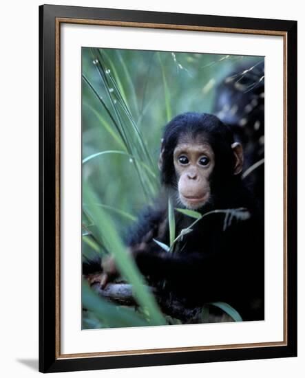 Infant Chimpanzee, Gombe National Park, Tanzania-Kristin Mosher-Framed Photographic Print