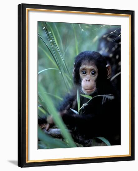 Infant Chimpanzee, Gombe National Park, Tanzania-Kristin Mosher-Framed Photographic Print