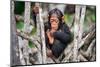 Infant Chimpanzee sitting in mangrove tree eating fruit, Africa-Eric Baccega-Mounted Photographic Print