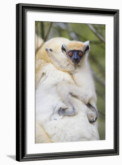 Infant Golden-Crowned Sifaka (Propithecus Tattersalli) On Its Mother'S Back-Nick Garbutt-Framed Photographic Print