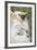 Infant Golden-Crowned Sifaka (Propithecus Tattersalli) On Its Mother'S Back-Nick Garbutt-Framed Photographic Print