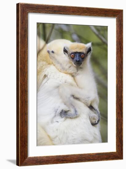 Infant Golden-Crowned Sifaka (Propithecus Tattersalli) On Its Mother'S Back-Nick Garbutt-Framed Photographic Print