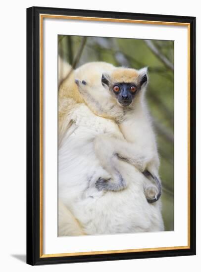 Infant Golden-Crowned Sifaka (Propithecus Tattersalli) On Its Mother'S Back-Nick Garbutt-Framed Photographic Print