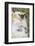 Infant Golden-Crowned Sifaka (Propithecus Tattersalli) On Its Mother'S Back-Nick Garbutt-Framed Photographic Print