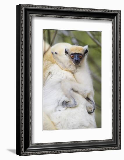 Infant Golden-Crowned Sifaka (Propithecus Tattersalli) On Its Mother'S Back-Nick Garbutt-Framed Photographic Print