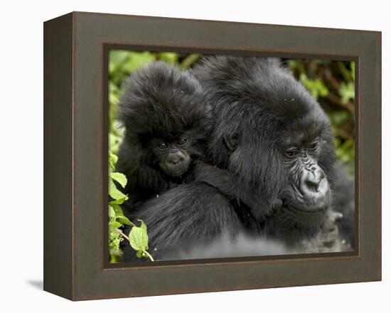 Infant Mountain Gorilla Clinging to Its Mother's Neck, Amahoro a Group, Rwanda, Africa-James Hager-Framed Premier Image Canvas