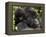Infant Mountain Gorilla Clinging to Its Mother's Neck, Amahoro a Group, Rwanda, Africa-James Hager-Framed Premier Image Canvas