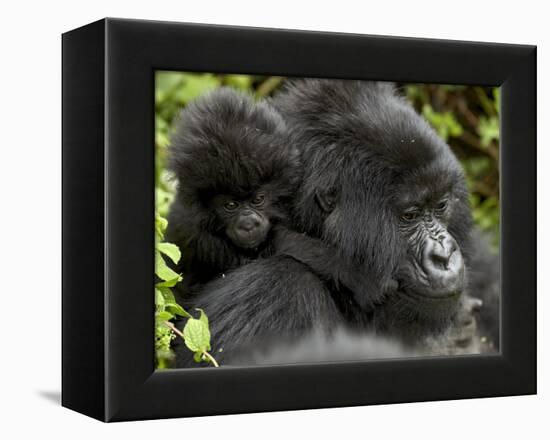 Infant Mountain Gorilla Clinging to Its Mother's Neck, Amahoro a Group, Rwanda, Africa-James Hager-Framed Premier Image Canvas