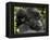 Infant Mountain Gorilla Clinging to Its Mother's Neck, Amahoro a Group, Rwanda, Africa-James Hager-Framed Premier Image Canvas