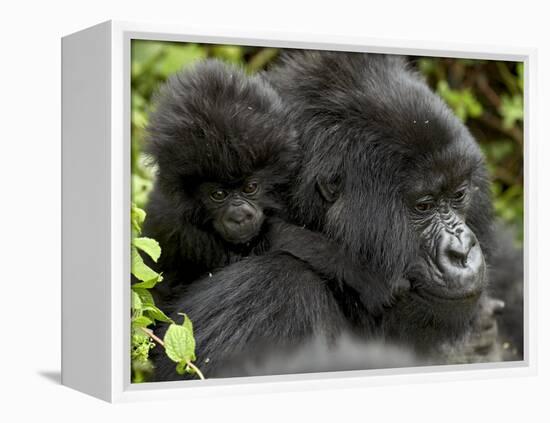 Infant Mountain Gorilla Clinging to Its Mother's Neck, Amahoro a Group, Rwanda, Africa-James Hager-Framed Premier Image Canvas