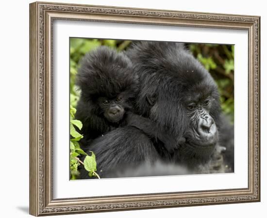 Infant Mountain Gorilla Clinging to Its Mother's Neck, Amahoro a Group, Rwanda, Africa-James Hager-Framed Photographic Print