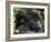 Infant Mountain Gorilla Clinging to Its Mother's Neck, Amahoro a Group, Rwanda, Africa-James Hager-Framed Photographic Print