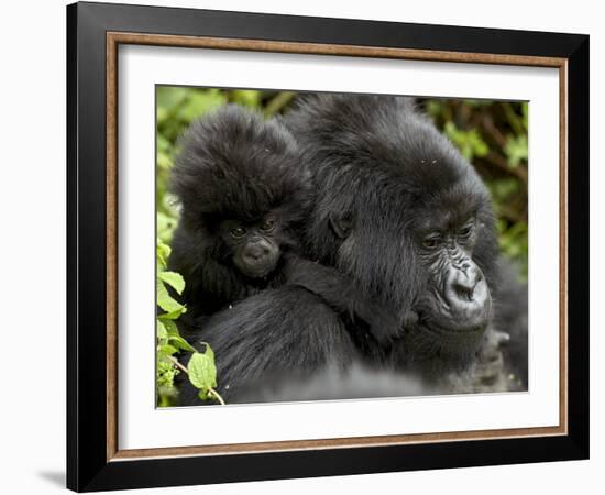 Infant Mountain Gorilla Clinging to Its Mother's Neck, Amahoro a Group, Rwanda, Africa-James Hager-Framed Photographic Print