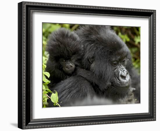 Infant Mountain Gorilla Clinging to Its Mother's Neck, Amahoro a Group, Rwanda, Africa-James Hager-Framed Photographic Print