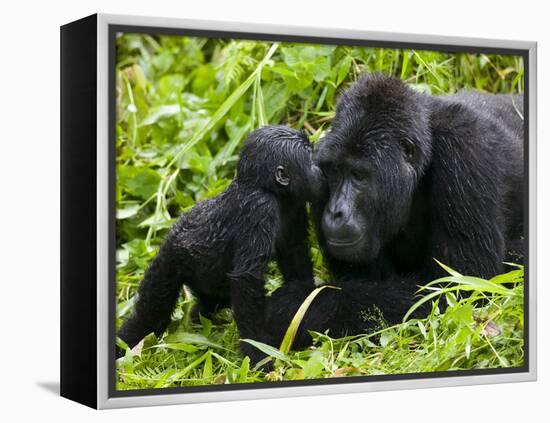 Infant Mountain Gorilla Leans in to Kiss Silverback, Bwindi Impenetrable National Park, Uganda-Paul Souders-Framed Premier Image Canvas