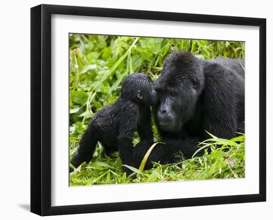 Infant Mountain Gorilla Leans in to Kiss Silverback, Bwindi Impenetrable National Park, Uganda-Paul Souders-Framed Photographic Print