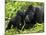 Infant Mountain Gorilla Leans in to Kiss Silverback, Bwindi Impenetrable National Park, Uganda-Paul Souders-Mounted Photographic Print